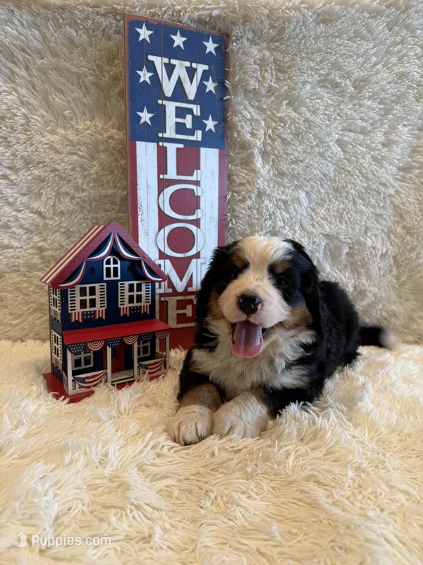Dean – Bernese Mountain Dog puppy for sale in Success, MO