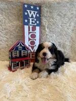 Dean, a male Bernese Mountain Dog for sale in Success, MO – 1 of 10