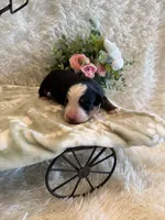 Garrett, a male Bernese Mountain Dog for sale in Success, MO – 8 of 10