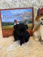 Tate, a male Shih Tzu for sale in Success, MO – 8 of 10
