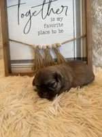 Elise , a female Shih Tzu for sale in Success, MO – 4 of 7