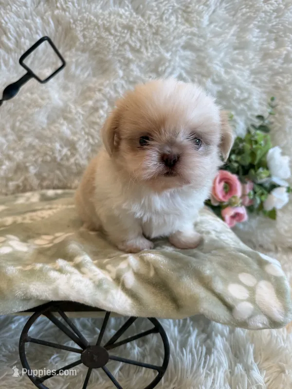 Brook, a male Shih Tzu for sale in Success, MO – 1 of 10