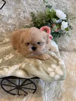 Reed, a male Shih Tzu for sale in Success, MO – 5 of 10
