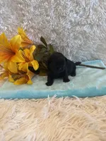 Andrea, a female Shih Tzu for sale in Success, MO – 2 of 5