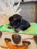 Oakley, a male Shih Tzu for sale in Success, MO – 7 of 10