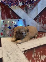 Freddie , a male Shih Tzu for sale in Success, MO – 5 of 10
