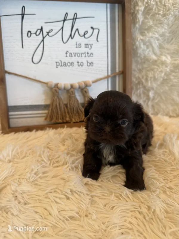 Belle – Shih Tzu puppy for sale in Success, MO