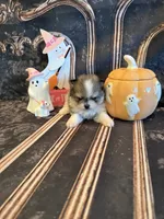 Austin, a male Pomeranian for sale in Success, MO – 2 of 6