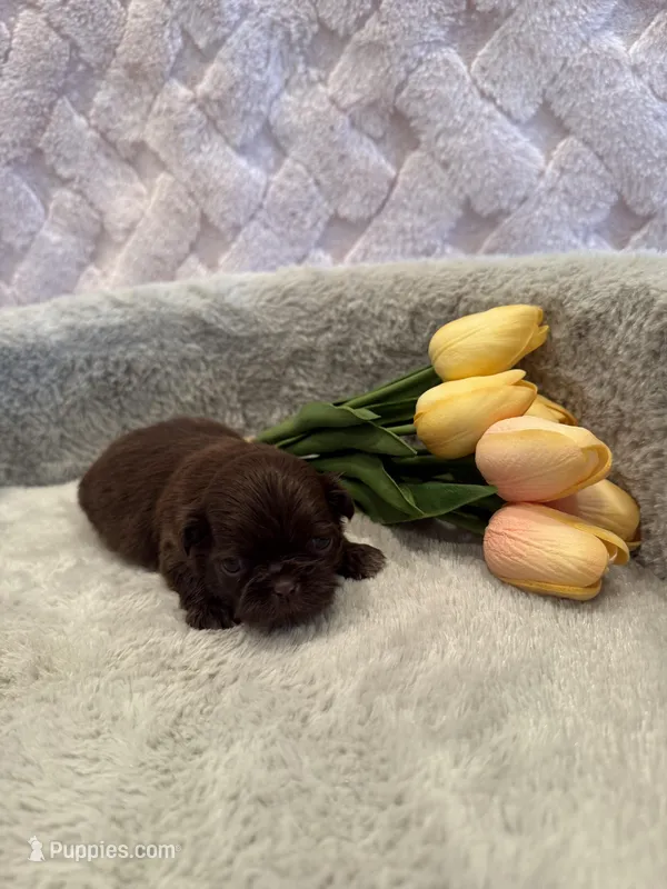 Rosie  – Shih Tzu puppy for sale in Success, MO