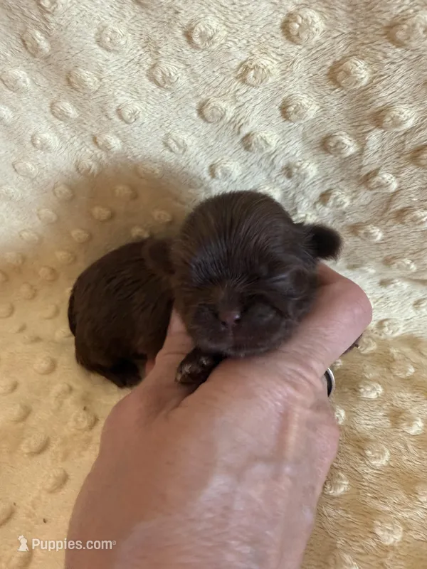 Rosie  – Shih Tzu puppy for sale in Success, MO