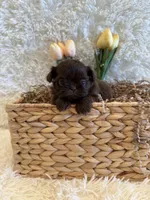 Rosie , a female Shih Tzu for sale in Success, MO – 6 of 10