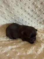 Rosie , a female Shih Tzu for sale in Success, MO – Photo 3 of 8