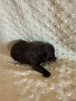 Rosie , a female Shih Tzu for sale in Success, MO – Photo 5 of 8