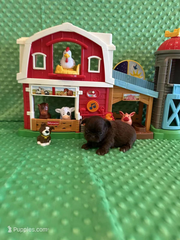 Rosie  – Shih Tzu puppy for sale in Success, MO