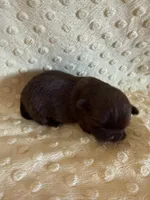 Rosie , a female Shih Tzu for sale in Success, MO – Photo 6 of 8