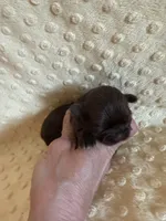 Rosie , a female Shih Tzu for sale in Success, MO – Photo 8 of 8