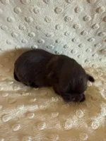 Rosie , a female Shih Tzu for sale in Success, MO – Photo 4 of 8