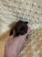 Rosie , a female Shih Tzu for sale in Success, MO – Photo 2 of 8