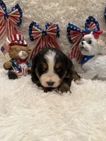 Hannah , a female Bernese Mountain Dog for sale in Success, MO – 7 of 10