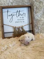 Delilah, a male Shih Tzu for sale in Success, MO – 3 of 7
