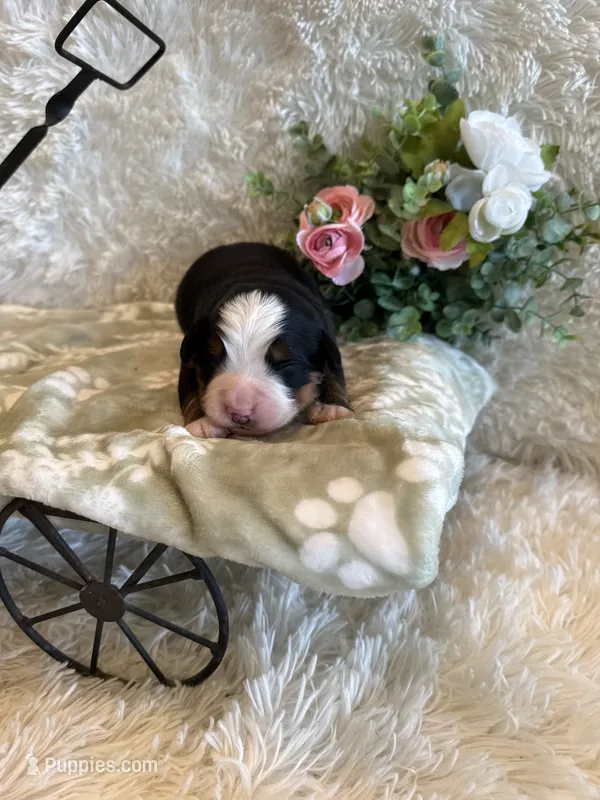 Garrett – Bernese Mountain Dog puppy for sale in Success, MO