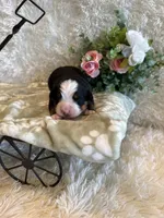 Garrett, a male Bernese Mountain Dog for sale in Success, MO – 1 of 10