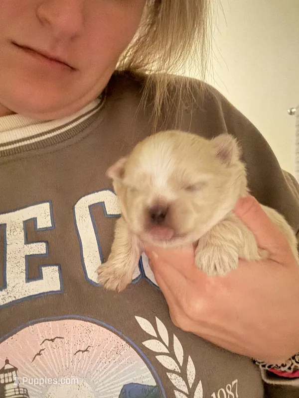 Jack  – Pomeranian, Shih Tzu puppy for sale in Success, MO
