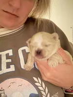 Jack , a male Pomeranian and Shih Tzu for sale in Success, MO – 1 of 6