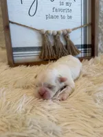 Percy, a female Shih Tzu for sale in Success, MO – 5 of 7