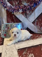 Sam, a male Shih Tzu for sale in Success, MO – 7 of 10