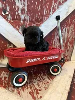 Tate, a male Shih Tzu for sale in Success, MO – 5 of 10