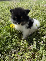 Finn, a male Pomeranian for sale in Success, MO – Photo 3 of 4