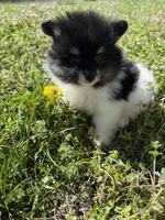 Finn, a male Pomeranian for sale in Success, MO – Photo 2 of 4