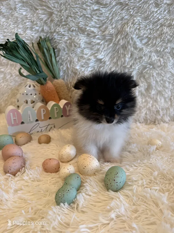 Finn  – Pomeranian puppy for sale in Success, MO