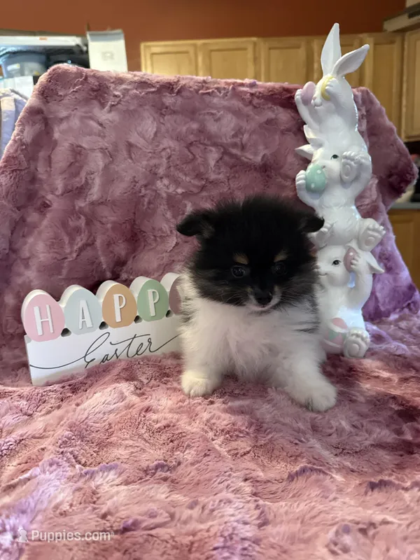 Finn  – Pomeranian puppy for sale in Success, MO