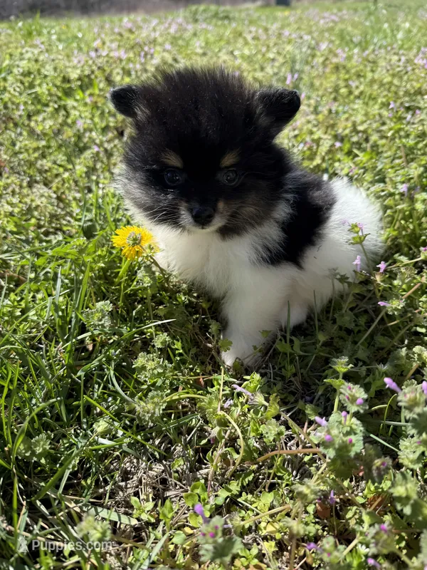 Finn – Pomeranian puppy for sale in Success, MO