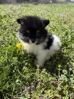 Finn, a male Pomeranian for sale in Success, MO – Photo 4 of 4