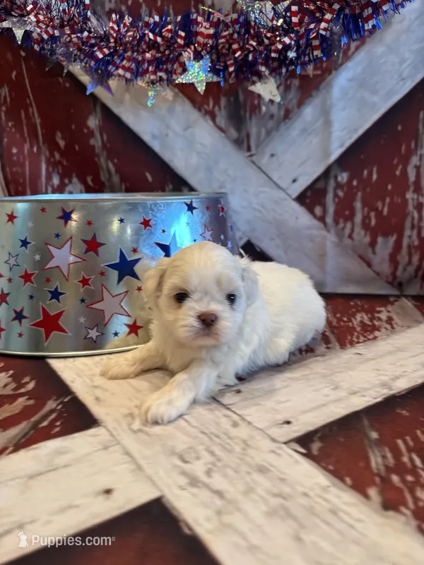 Sam – Shih Tzu puppy for sale in Success, MO