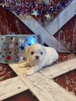 Sam, a male Shih Tzu for sale in Success, MO – 6 of 10