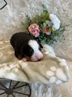 Garrett, a male Bernese Mountain Dog for sale in Success, MO – 2 of 10