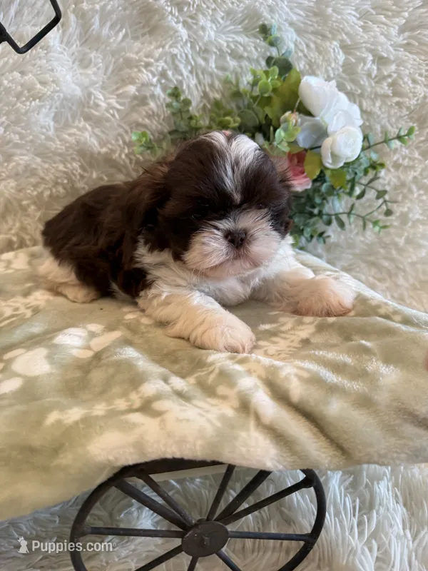 Sailor  – Shih Tzu puppy for sale in Success, MO