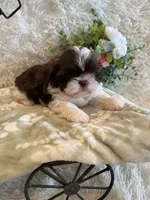 Sailor , a male Shih Tzu for sale in Success, MO – 1 of 10