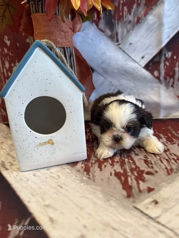 Charlie – Shih Tzu puppy for sale in Success, MO