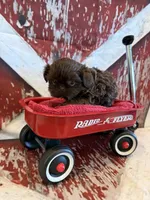Belle, a female Shih Tzu for sale in Success, MO – 5 of 10