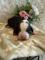 Dean, a male Bernese Mountain Dog for sale in Success, MO – 7 of 10