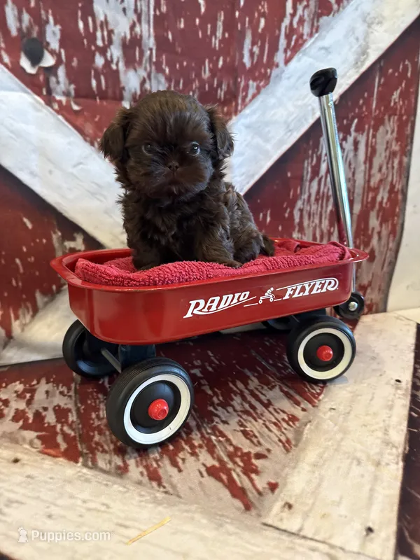 Kayce – Shih Tzu puppy for sale in Success, MO