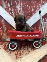Kayce, a male Shih Tzu for sale in Success, MO – 5 of 10
