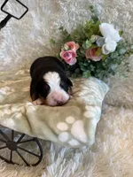 Garrett, a male Bernese Mountain Dog for sale in Success, MO – 3 of 10