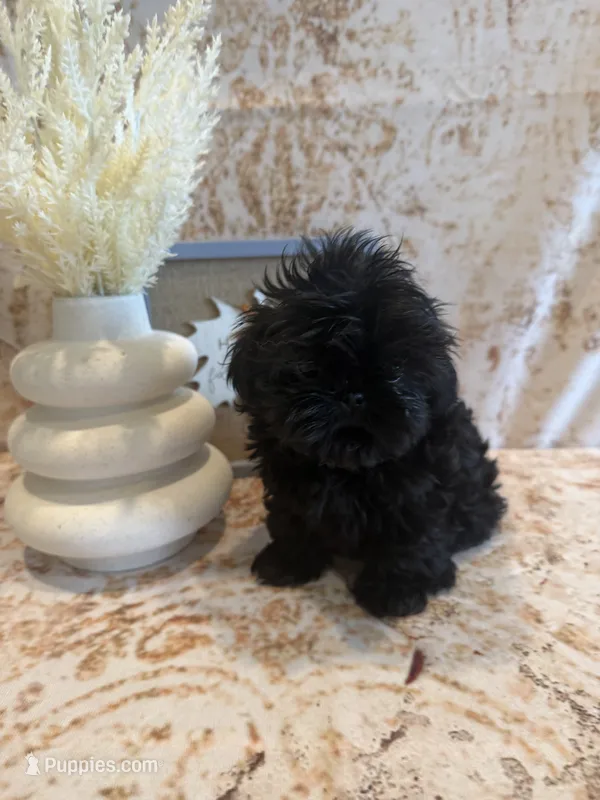 Tate – Shih Tzu puppy for sale in Success, MO