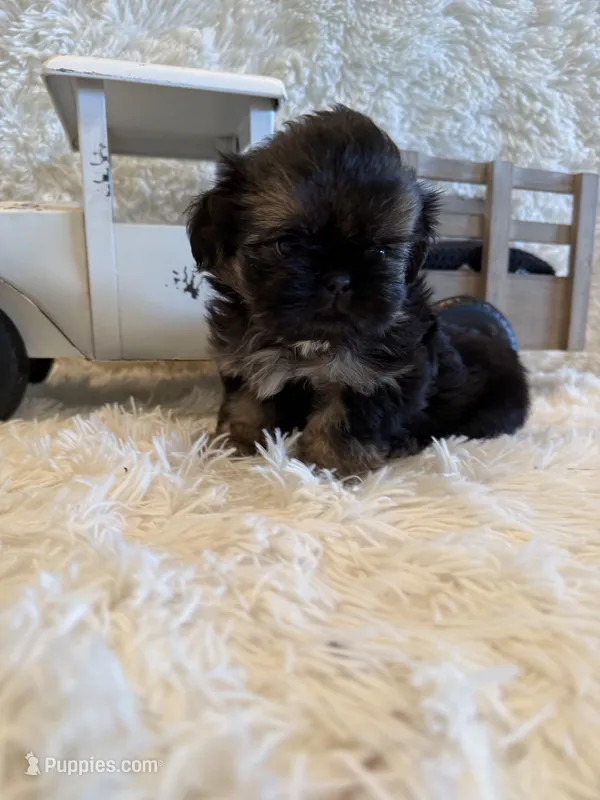 Oakley – Shih Tzu puppy for sale in Success, MO